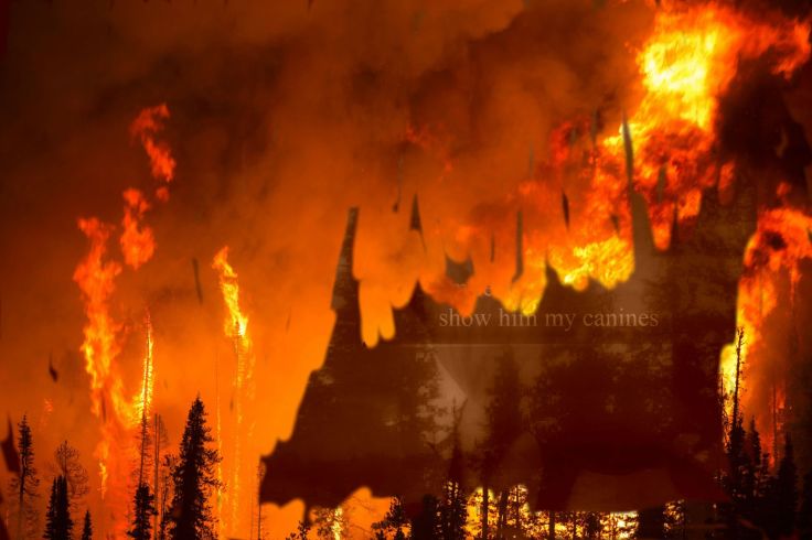 forest-fire rose hunt 5.jpg